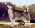/album/kopeklerimiz/a245px-alaskanmalamute0b-jpg/