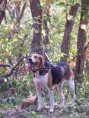 /album/kopeklerimiz/a245px-americanfoxhound-jpg/