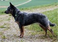 /album/kopeklerimiz/a245px-australian-cattle-dog-naava-jpg/